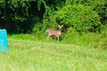 Newark Delaware Deer Green Grass Royalty Free Stock Photo