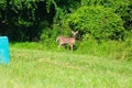 Newark Delaware Deer Green Grass