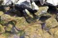 Newark Delaware Reservoir Water Snake