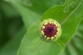 Newbie of Gerbera daisies flower as background