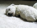 Newboard white Westie puppy asleep on white furry bed - looks like a baby polar bear Royalty Free Stock Photo