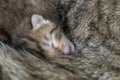 Newborn, adorable kittens