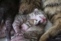 Newborn, adorable kittens