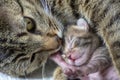 Newborn, adorable kittens