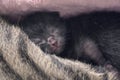 Newborn, adorable kittens
