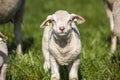 Newborn adorable lamb, yeanling, looking up, in the grass of a meadow Royalty Free Stock Photo