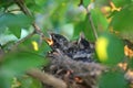 Newborn American robin chicks waiting for food in a nest on a tree branch at John Heinz National Wildlife Refuge near Philadelphia Royalty Free Stock Photo