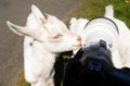 Newborn Animal Albino Goat Explores Camera Long Zoom Lens Royalty Free Stock Photo