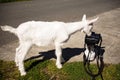 Newborn Animal Albino Goat Explores Camera Long Zoom Lens Royalty Free Stock Photo