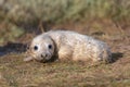 Newborn Atlantic Grey Seal Pup, Halichoerus grypus Royalty Free Stock Photo