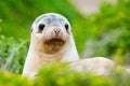 Newborn australian sea lion on bush background Royalty Free Stock Photo