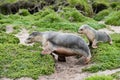 Newborn australian sea lion on bush background Royalty Free Stock Photo