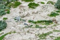 Newborn australian sea lion on sandy beach background Royalty Free Stock Photo