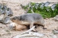 Newborn australian sea lion on sandy beach background Royalty Free Stock Photo