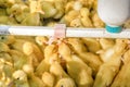 Newborn babies ducklings drinking water from an automatic drinker. Agricultural business