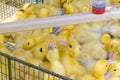 Newborn babies ducklings drinking water from an automatic drinker. Agricultural business. Farmer`s Market