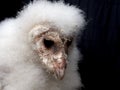 Newborn baby barn owl bird of prey close up portrait Royalty Free Stock Photo