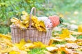 Newborn baby in basket full with yellow maple leaves Royalty Free Stock Photo