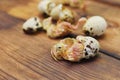 a newborn baby bird or quail chick hatches from an egg close-up on a wooden background.