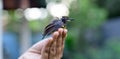 A newborn baby bird sitting on the edge of the fingers of a girl. Crimson-backed sunbird hatchling abandoned by parent birds, the