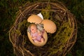 Newborn baby in bird's nest Royalty Free Stock Photo