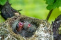 Newborn baby birds in nest