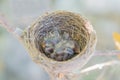 Newborn baby birds in nest on a tree Royalty Free Stock Photo