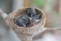 Newborn baby birds in nest on a tree Royalty Free Stock Photo