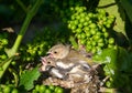 Newborn baby birds in nest Royalty Free Stock Photo