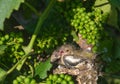 Newborn baby birds in nest