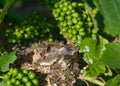 Newborn baby birds in nest