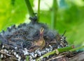 Newborn baby birds in nest Royalty Free Stock Photo