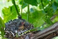 Newborn baby birds in nest