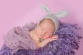 Newborn baby bunny Royalty Free Stock Photo