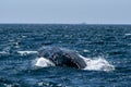 Newborn baby calf humpback whale breaching in cabo san lucas Royalty Free Stock Photo