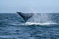 Newborn baby calf humpback whale in cabo san lucas tail slapping Royalty Free Stock Photo