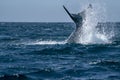 Newborn baby calf humpback whale in cabo san lucas tail slapping Royalty Free Stock Photo