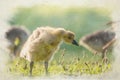 Digital watercolour painting of baby Branta canadensis Canada Goose Gosling waterfowl feeding