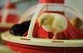 Newborn baby chicken sleeping on feed tray in industrial poultry farm