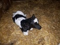 Newborn Baby Dairy Calf Royalty Free Stock Photo