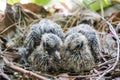 Newborn baby doves in the nest