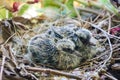 Newborn baby doves in the nest