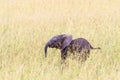 Newborn baby elephant standing in the grass in the savanna Royalty Free Stock Photo