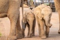 Newborn baby elephants  Loxodonta Africana on the road, Pilanesberg National Park, South Africa. Royalty Free Stock Photo