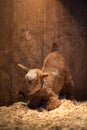 newborn baby fainting goat learning to walk in a barn