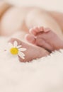 Newborn baby feet with chamomile. Selective focus