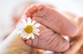 Newborn baby feet with chamomile. Selective focus