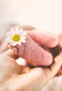 Newborn baby feet with chamomile. Selective focus