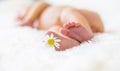 Newborn baby feet with chamomile. Selective focus