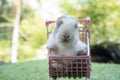 Newborn baby furry rabbit bunny on little pink shopping cart on the green grass over bokeh nature background. Cuddly baby white